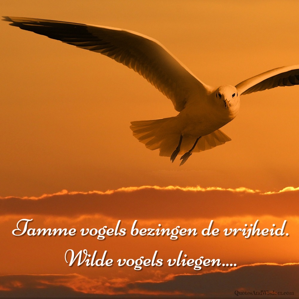 Verwonderlijk GedichtenEnWijsheden.nl - Spreuk: Wilde vogels vliegen..... FZ-57
